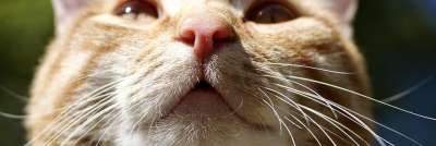 猫 动物 鼻子 闻 品酒师 家畜 家猫 猫眼 橙色的 自然