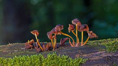 蘑菇 海绵 苔藓 迷你蘑菇 木耳 屏幕真菌 森林蘑菇
