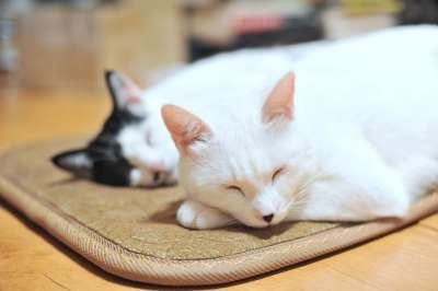猫 朋友 一起 毛皮 狮子 友谊 大自然 可爱的 动物 爱情