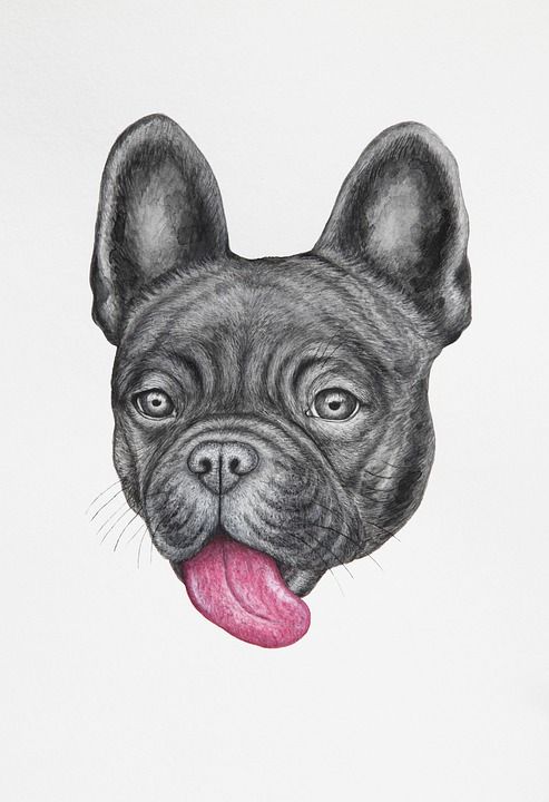 法国人 法国斗牛犬 宠物 狗 有趣的 肖像 可爱的 小狗 脸