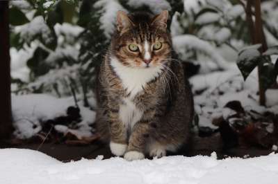 猫 宿醉 鲭鱼 虎斑猫 雪 家畜 动物 家猫 哺乳动物 冬天
