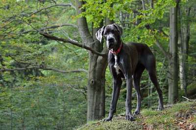 大丹犬 肖像 狗 大丹犬 大丹犬 大丹犬 大丹犬 大丹犬