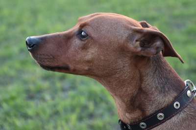 狗 纵向 短毛猎犬 品种 眼睛 注意力 头 谱系 朋友 首页