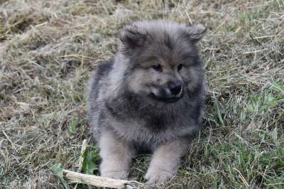 小狗 可爱的 狗 Eurasier 小狗在草地上 草