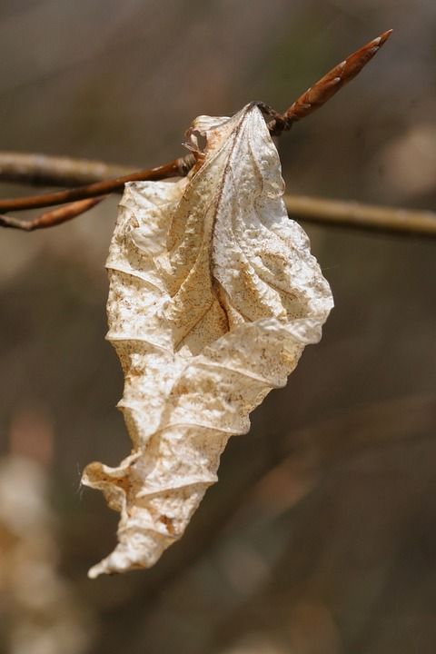 秋叶 山毛榉叶 枯萎的 落下 叶子 植物学 树木