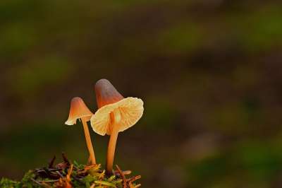 蘑菇 小蘑菇 雨伞蘑菇 光 森林 落下