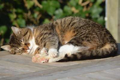 猫咪 猫 动物 享受 宠物 哺乳动物 睡眠 休息