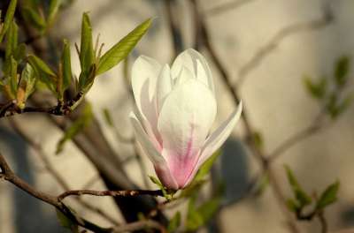 玉兰 玉兰花 春天 花 树 花瓣 明确 性质