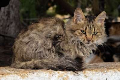 动物 猫 哺乳动物 自然 可爱的 迷路 可疑的 棕色猫