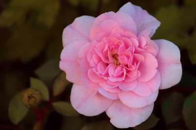 花 玫瑰 狗玫瑰 粉红伞形花 布什 野玫瑰 开花 自然 野生植物