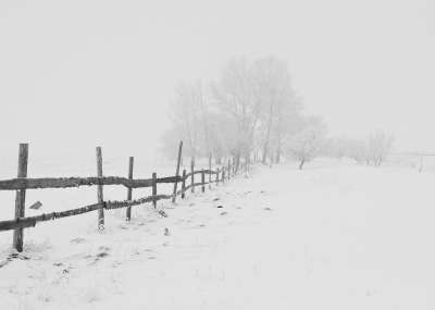 冬天 自然 季节 树木 天空 雪 白色的 照片