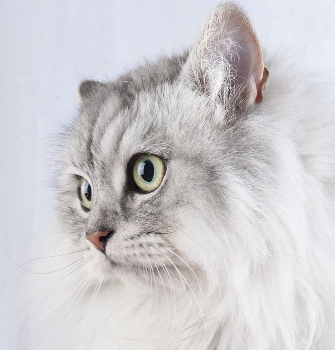 猫咪 宠物 动物 猫咪 猫咪 猫咪 猫咪 猫咪
