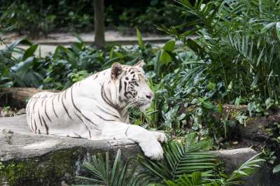白色的老虎 老虎 猫 猫科动物 动物 躺着 有条纹的 条纹 危险