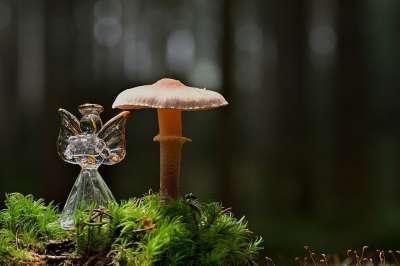 蘑菇 苔藓 天使 森林 落下 自然