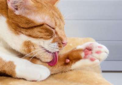 猫 毛皮 舌头 维护 干净的 红色的 白色的 宿醉 肖像