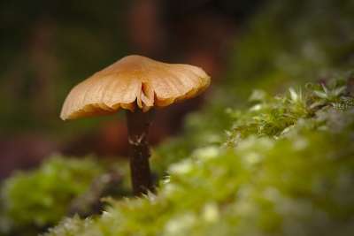 森林 蘑菇 宏 苔藓 冬天
