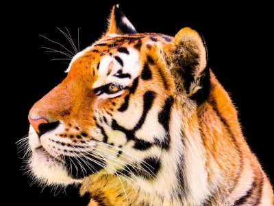 动物 老虎 大猫 Amurtiger 猫 捕食者 危险的