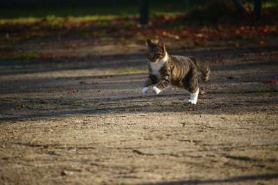 猫 小猫 落下 年轻的猫 猫宝宝 家畜 家猫