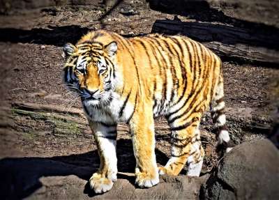 老虎 野猫 捕食者 哺乳动物 食肉动物 大 条纹皮毛 危险的