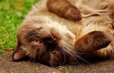英国短毛猫 猫 野生动物 家猫 毛皮 动物 家畜 纯种 毛茸茸的