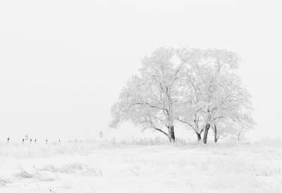 冬天 自然 季节 树木 雪 白色的 寒冷的 霜