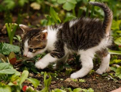 友谊 猫 小猫 动物 基蒂 棕色猫 棕色的友谊