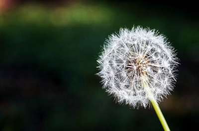 大自然壁纸 自然壁纸 高清壁纸 蒲公英 花 花朵 自然 春天