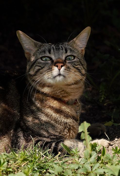 手机壁纸 猫 小猫 躺在 肖像 富有表现力的 表达式 动物 家畜