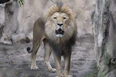 猫 狮子 怒吼 大猫 男性 捕食者 动物 鬃毛 狮子的鬃毛