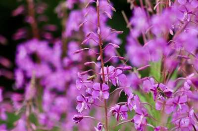 Epilobium 狭叶兰 多年生植物的火药 森林报春花 粉色的 开花