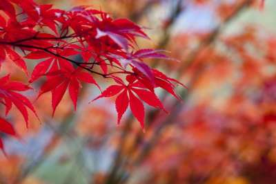 秋天的树叶 秋季 红色 大自然 叶 叶子 景观 汉城 树 植物