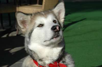 阿拉斯加雪橇犬 小狗 狗