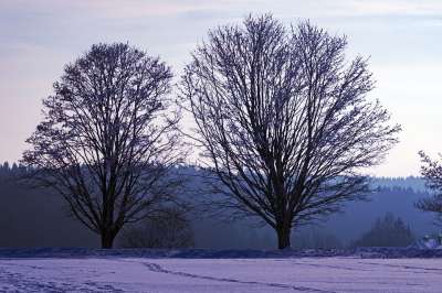冬天 树 雪 景观 自然 寒冷的 冬季景观 下雪的 雪景
