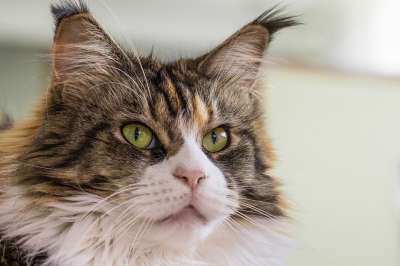 猫 纯种 家猫 胡子 猫眼 看 缅因浣熊 猫的眼睛 可爱的