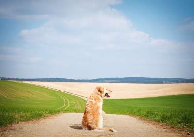 狗 金毛猎犬 家畜 景观 户外 坐 夏天 纯种狗 在免费