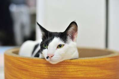 猫 动物 毛皮 老虎 危险 猫和 可爱的 友谊 狮子 山猫