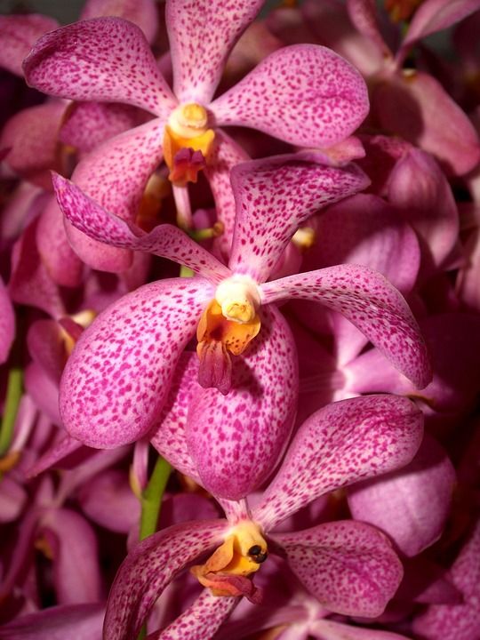 兰花 花 明亮的 紫色 植物群 生长 装饰 芽 叶子