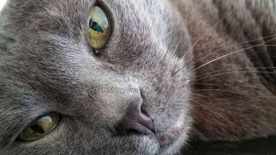 猫 宠物 动物 细节 特写 眼睛 灰猫 灰色眼睛 灰关闭