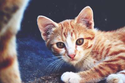猫 Kitty猫 红发女郎