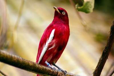 蓬巴杜Cotinga 红色的 蓬巴杜 Cotinga 鸟 热带