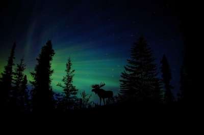 驼鹿 动物 星空 自然 景观 夜空 星星 气氛 宇宙 黑暗的