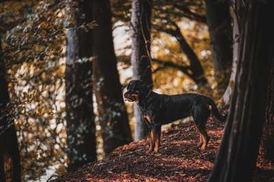 罗威纳犬 家畜 森林 木头 莱蒂 狗 心 保护 家庭