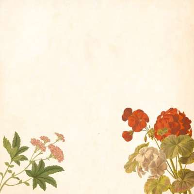 花 背景 优质的 玫瑰 花束 花的 簇 叶子 装饰 纸