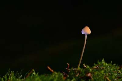 蘑菇 毒菌 苔藓 小蘑菇 菌 森林 森林地面 自然 特写