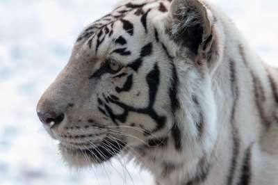 老虎 白色的 白色的老虎 野猫 大猫 有条纹的 头 食肉动物 猫
