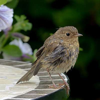 鸟 知更鸟 Erithacus Rubecula 年轻 觅食 花园
