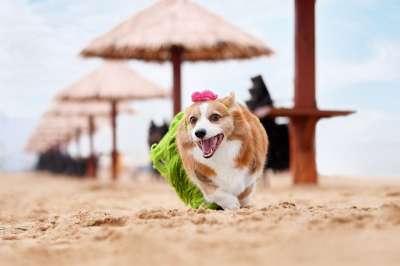 宠物 狗 柯基犬