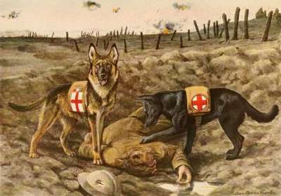 德国牧羊犬 小狗 服务犬 Ww1 第一次世界大战 图片 一战