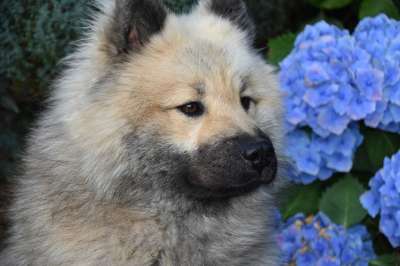狗 狗Eurasier 男性Eurasier Eurasier