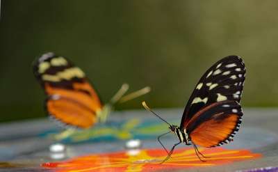 Heliconius Hecale 蝴蝶园 蝴蝶 Bug 老虎长翼